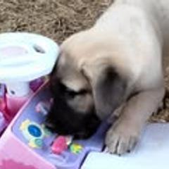 Anatolian Shepherd Dogs from Sunset Ridge Farm