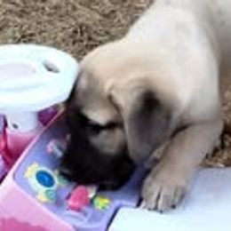 Anatolian Shepherd Dogs from Sunset Ridge Farm