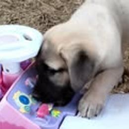Anatolian Shepherd Dogs from Sunset Ridge Farm