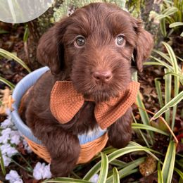 Eeyore - Chocolate male Australian Labradoodle puppy in Decatur, Alabama from Southern Meadows Doodles