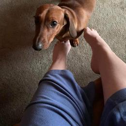 "Dutton " Dachshund All Grown Up from Luna May's daschunds