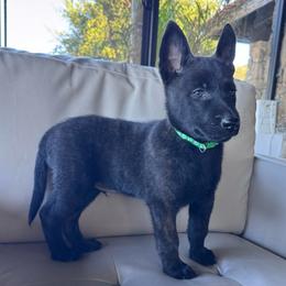Enzo - male Dutch Shepherd puppy in San Diego, California from TecK9s