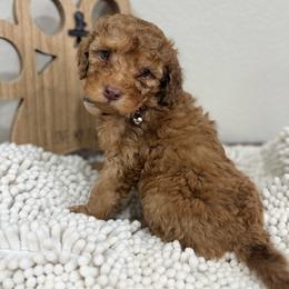 Ray- Red Collar - Red male Bernedoodle puppy in Oak Hills, California from High Desert Doodles