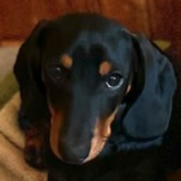 Dachshunds from Gilbert Acres