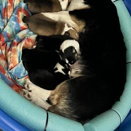 Pembroke Welsh Corgi Puppies from S7 Corgis and Chaos
