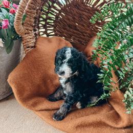 Nova - female Australian Mountain Doodle puppy in Tryon, North Carolina from Melrose Mountain Farm