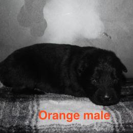 Orange male - Black male German Shepherd puppy in Ann Arbor, Michigan from Von Der Havier German Shepherds