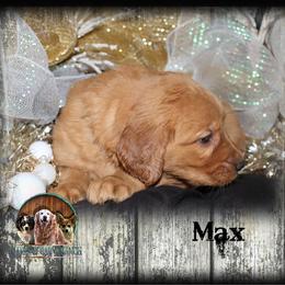 Max - Dark golden male Golden Retriever puppy in Anson, Texas from Diamond Bar N Ranch