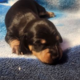 Enterprise - Black and tan male Dachshund puppy in Delano, Tennessee from Walker Ranch Danes & Dachshunds
