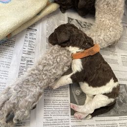 Poodle Puppies from Heart and Soul Standard Poodles