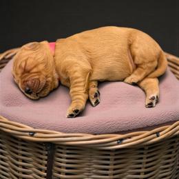 Bliss - Dark golden female Golden Retriever puppy in Salt Lake City, Utah from Soaring golden retrievers