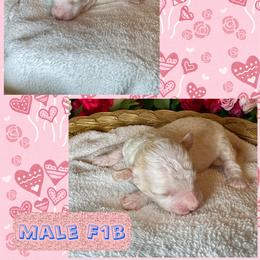 Bodhi - Apricot male Goldendoodle puppy in North Branch, Michigan from Graceful Miniature Goldendoodles