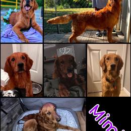 Mimic - Dark golden female Golden Retriever puppy in Sedalia, Missouri from Bee’s Retrievers