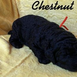 Chsetnut - Poodle puppy from Sharp’s Standard Poodles