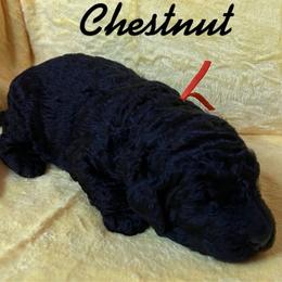 Chsetnut - Poodle puppy from Sharp’s Standard Poodles