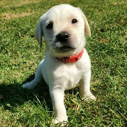 Orange Collar Male - Yellow male Labrador Retriever puppy in Reedsville, Pennsylvania from Leanna's Labradors