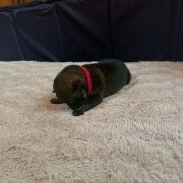 Red - Sable female German Shepherd puppy in Andalusia, Alabama from Keisha's German Shepherds