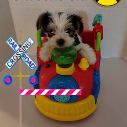 Lacey's orange boy - Parti male Yorkshire Terrier puppy in Inverness, Florida from Luvayorkie&more