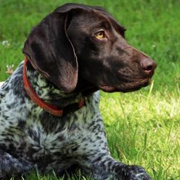 German Shorthaired Pointers from Happy Tails Kennel