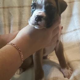 Josh - Fawn male Boxer puppy in Coal Valley, Illinois from Charron Boxers