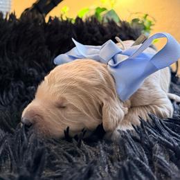 Cinderella - Cream female Goldendoodle puppy in Puyallup, Washington from Dawnie’s Doodles
