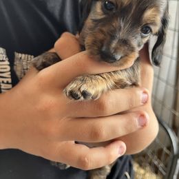 Boy 4 - Red male Dachshund puppy in Benton City, Washington from DOXA Miniature Dachshunds