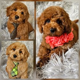 Goldendoodle puppies from Just Doodling Dogs