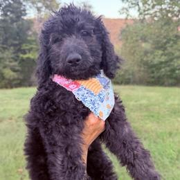 Raven - Black female Goldendoodle puppy in Jasper, Georgia from Harrington Doodles & Poodles