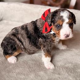 Cactus - Blue merle male Bernedoodle puppy in Royse City, Texas from Platinum Bernedoodles of Texas