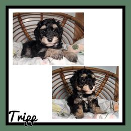 Tripp - Black and white male Schnoodle puppy in Lebanon, Missouri from Cedar Glades Canines