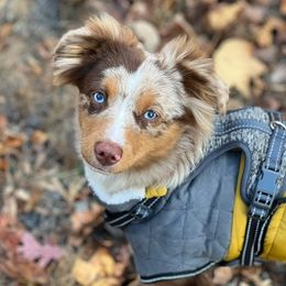 Miniature Australian Shepherd and Toy Australian Shepherd Puppies from Kickapoo Creek Toy & Mini Aussies