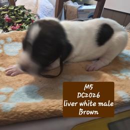 Brown - Liver and white male German Shorthaired Pointer puppy in Dahlonega, Georgia from Pointer Mountain Bird Dogs