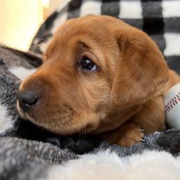 Labrador Retriever Puppies from SR Kennels