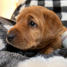 Labrador Retriever Puppies from SR Kennels