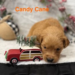 Candy cane - Golden female Golden Retriever puppy in Salt Lake City, Utah from Soaring golden retrievers
