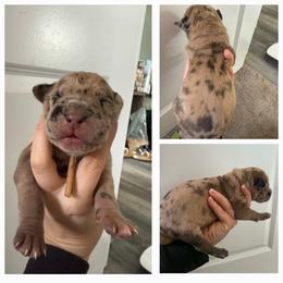 Great Dane Puppies from Dana's Danes