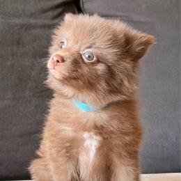 Blai - Chocolate male Pomeranian puppy in Brooklyn, New York from Pomeranians Lovers