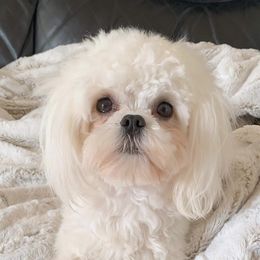 Mal-Shis and Maltese from Maltese Madness by Shannon Smith