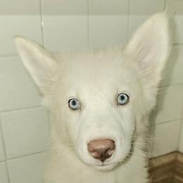 Brunswick - White and red female Yakutian Laika puppy in Harlem, Georgia from Trailblazer Yakutian Laikas