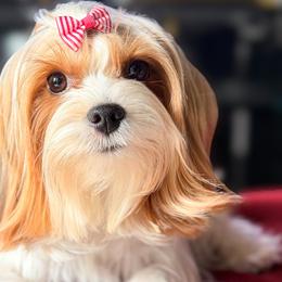 Penny - Yorkshire Terrier