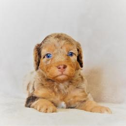 Aussiedoodle Puppies from Steindoodles