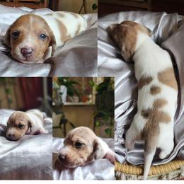 Light cream red girl - Piebald female Dachshund puppy in Port Orchard, Washington from Haus of Wiener Schnitzel