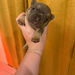 Walter - Tricolors male French Bulldog puppy in Neosho, Missouri from K2S Frenchies