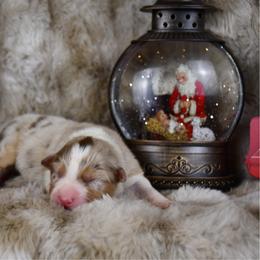 Croissant - Red merle male Australian Shepherd puppy in Kirksville, Missouri from BellSharps Australian Shepherds