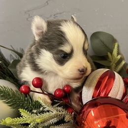 Ariya's boy 1 - Blue male Pomsky puppy in Enid, Oklahoma from Mile Hi Pomskies