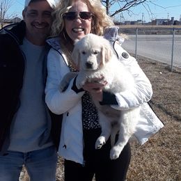 Golden Retriever Puppies from Fiddle In Gold Retrievers