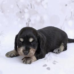 WILA - AKC Registered - Black and cream female Dachshund puppy in Graceville, Florida from Misty's 101 Doxies