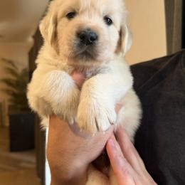 Indigo - Light golden male Golden Retriever puppy in Peoria, Arizona from Westwing Retrievers
