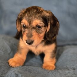 Girl 1 - Red female Dachshund puppy in Lucedale, Mississippi from Marilyn's Dachshunds