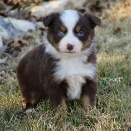 Heart - Red tri female Miniature Australian Shepherd puppy in Evant, Texas from Lazy VT Bar Ranch
